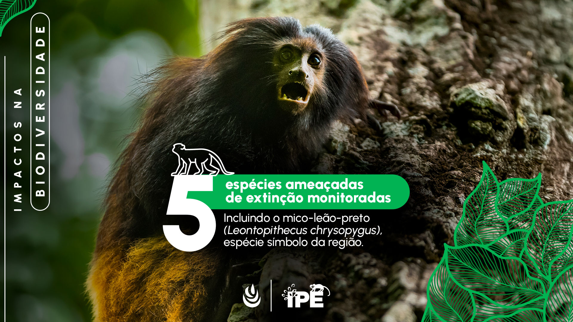 Conservação da biodiversidade e mico-leão-preto