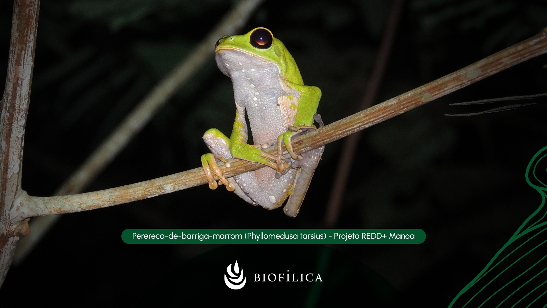 Projeto REDD+ Manoa protege mais de 72 mil hectares da Amazônia