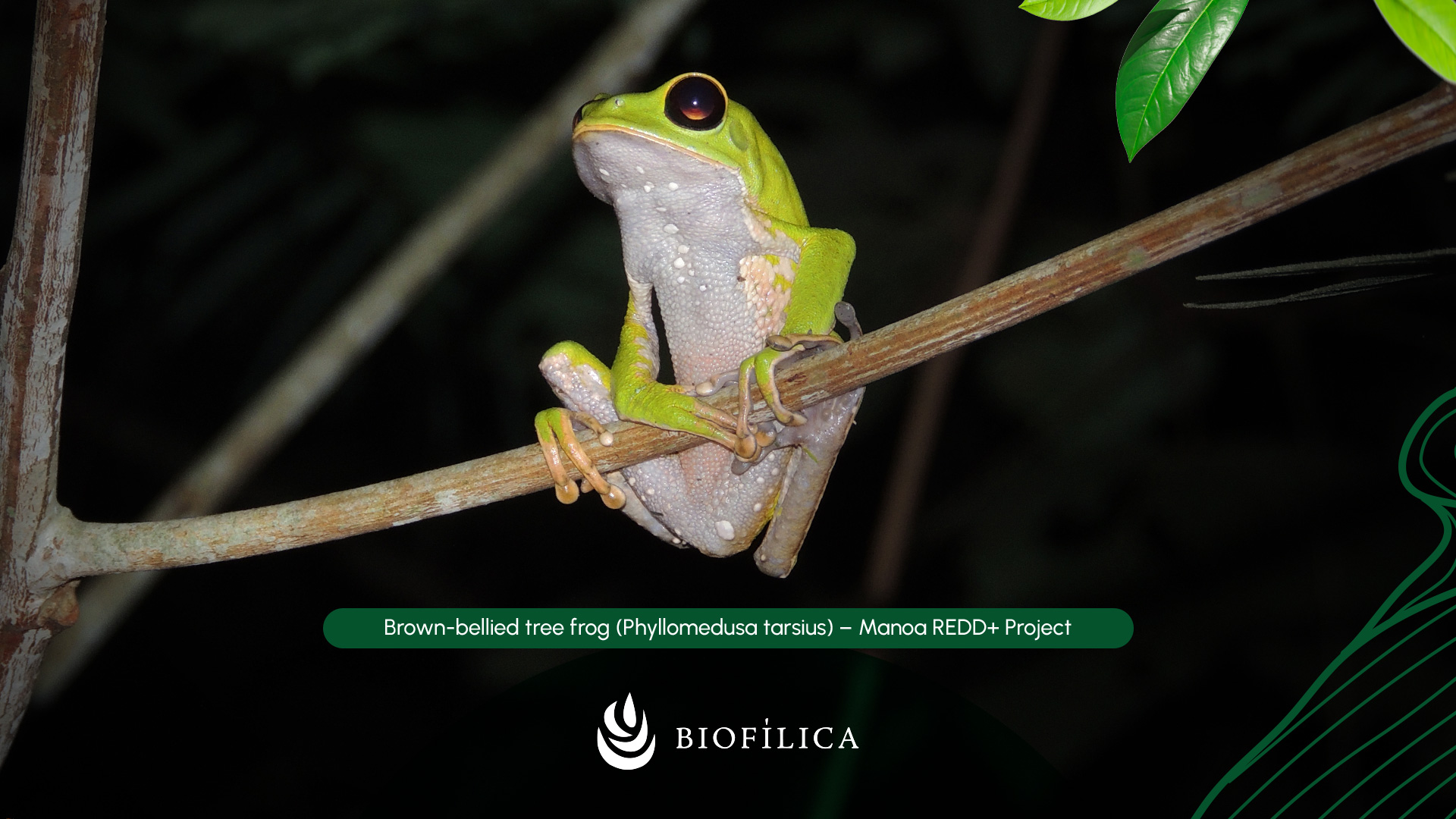 Manoa REDD+ project protects more than 72,000 hectares of the Amazon